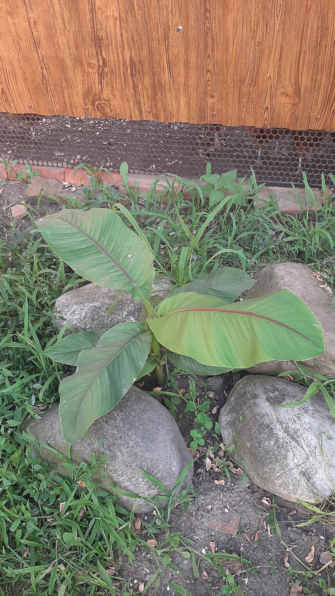 Таким малышом он был в июле 🌱