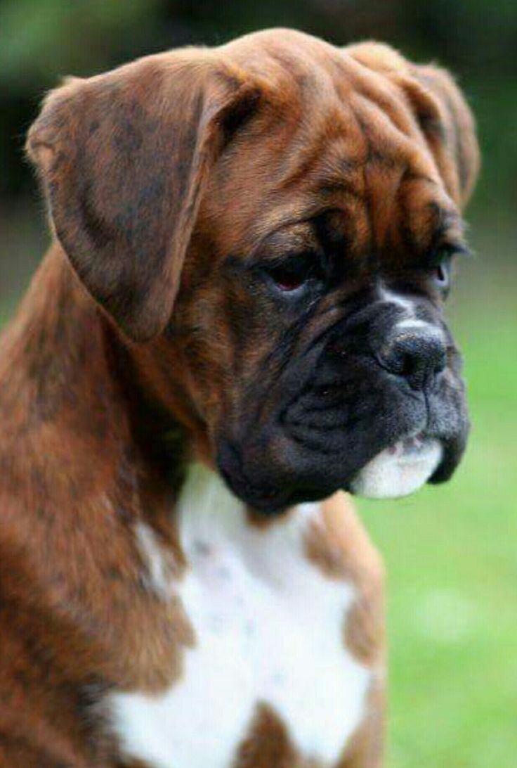 Фотография Боксера из открытых источников.