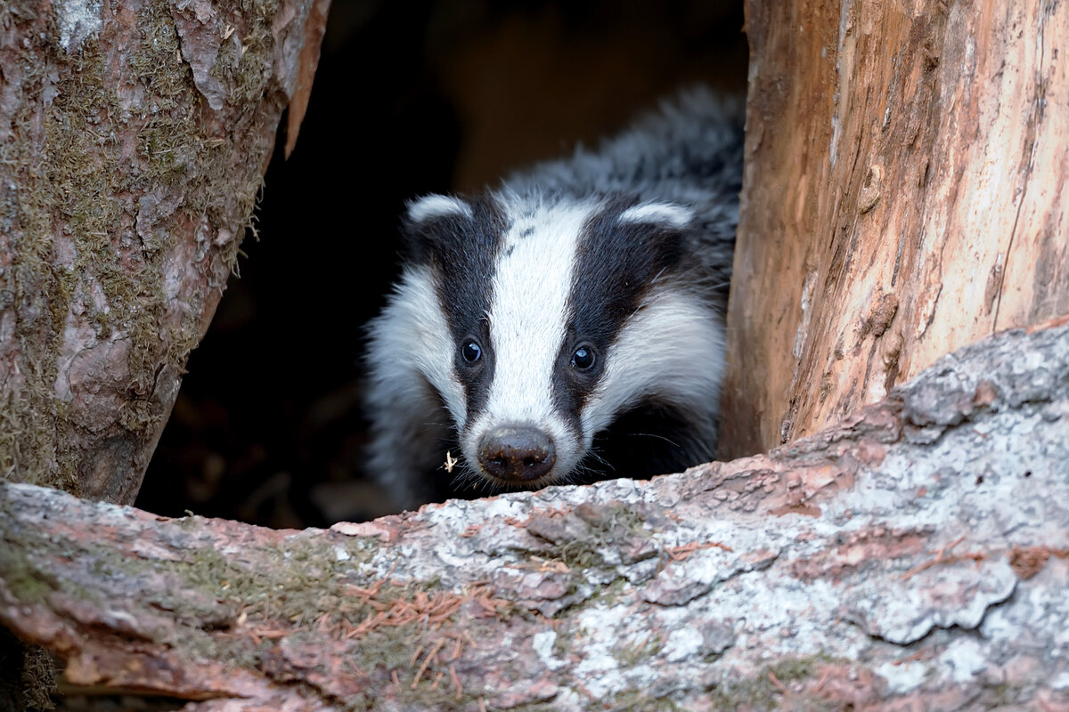 Как барсук встречает осень: 10 интересных фактов из жизни зверька с ...