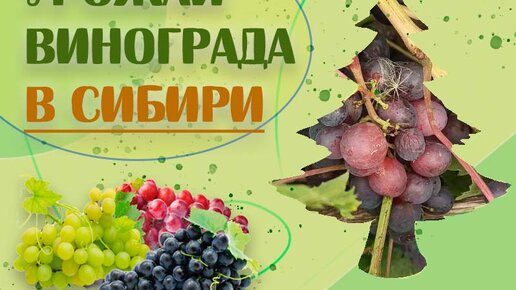 Урожай винограда в Сибири 🍇 2021