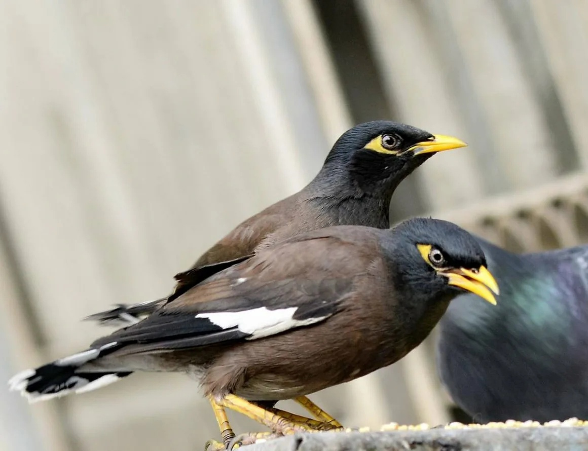 Майны содержание. Афганский скворец майна. Майна (Acridotheres tristis). Майна саранчовый скворец. Майна обыкновенная (common Myna)..