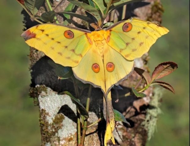 Argema mittrei