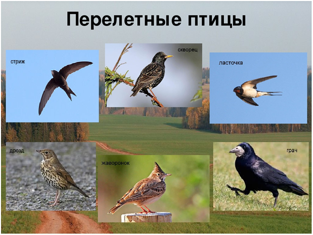 Как называют большие группы птиц, перед отлетом на юг?