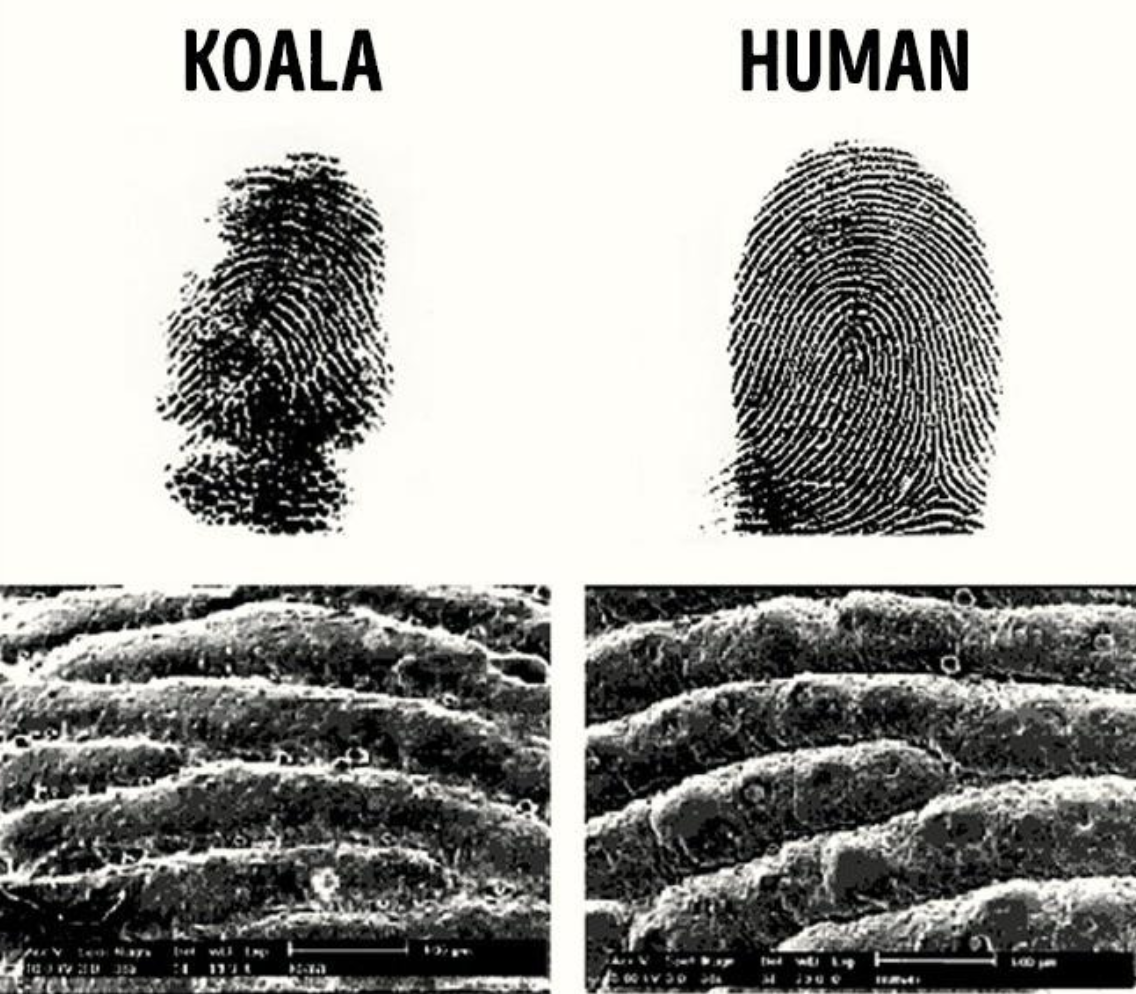                        Коала                                                                       Человек