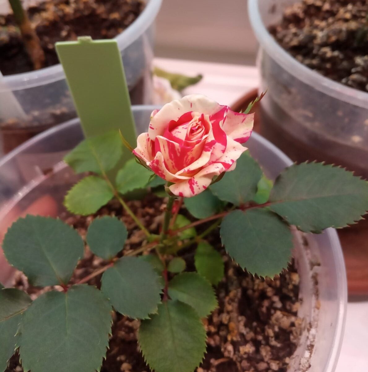 Роза Абракадабра