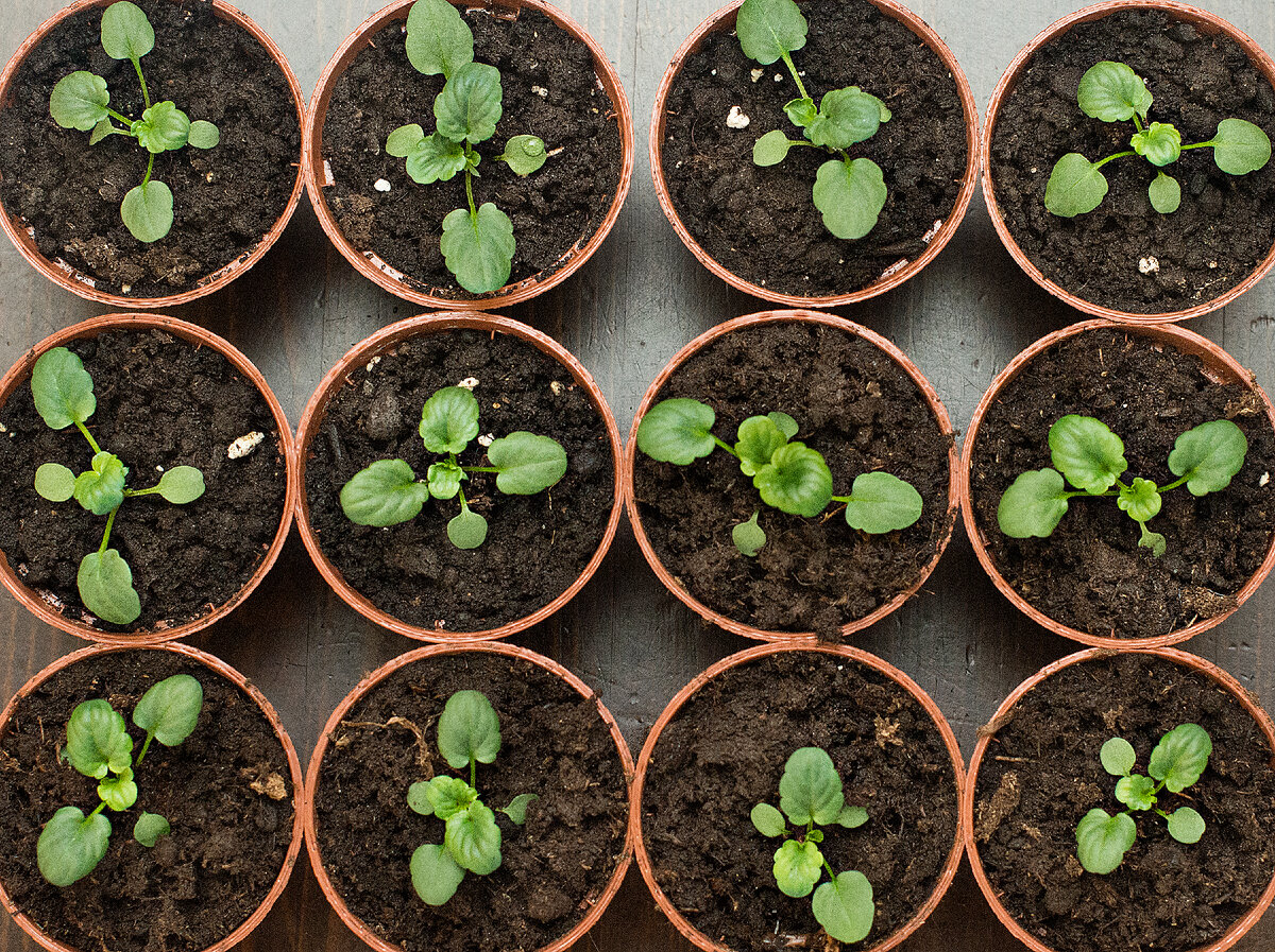 малыши Виолы