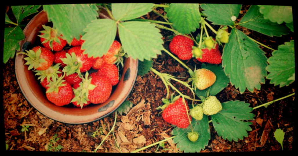 Зимой не покупаю, морожу летом местные.