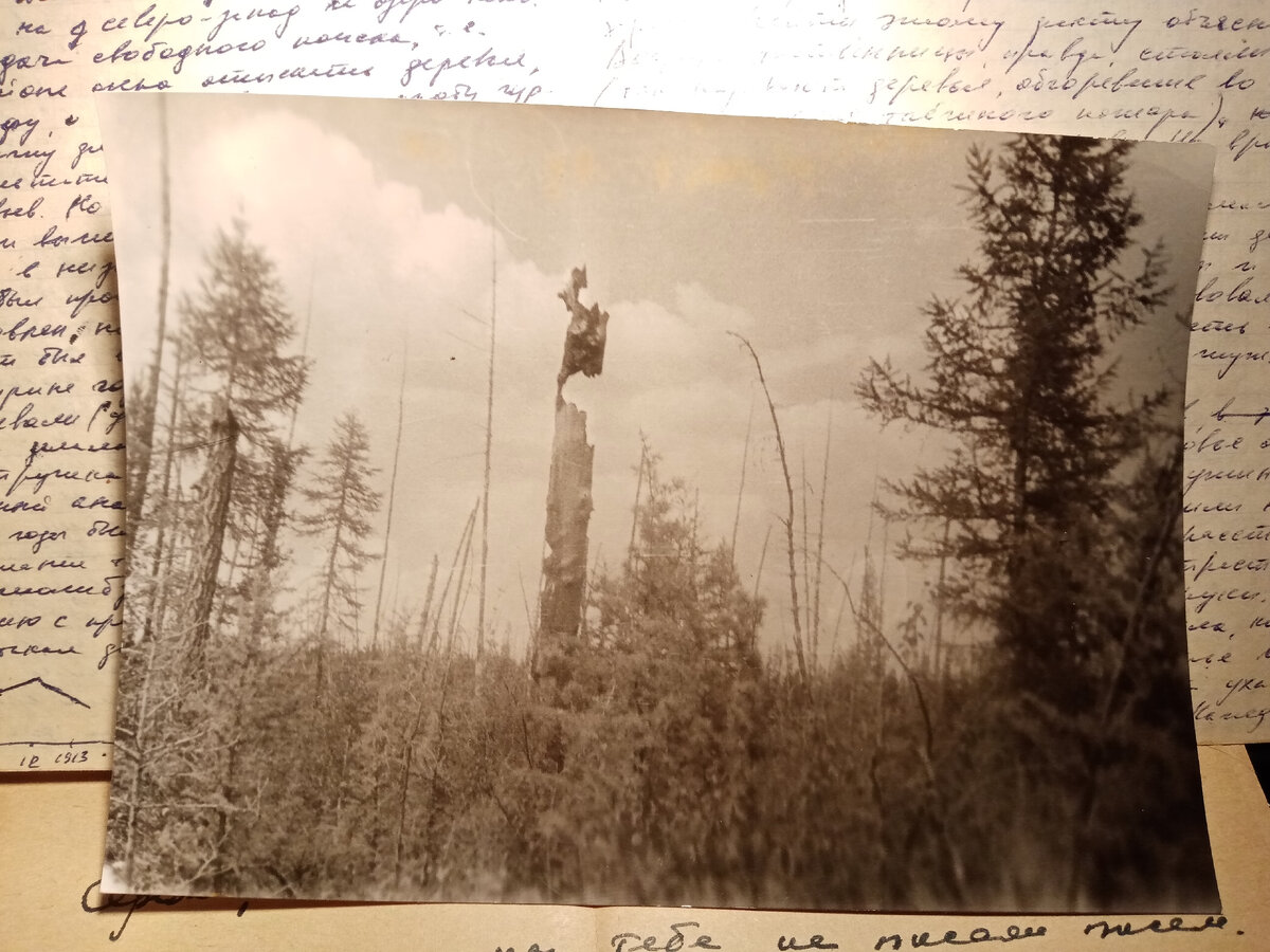 В районе озера Чеко. Ищем деревья, пережившие катастрофу. Фотография из личного альбома