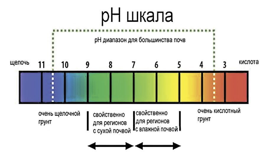 Жимолость какая кислотность почвы