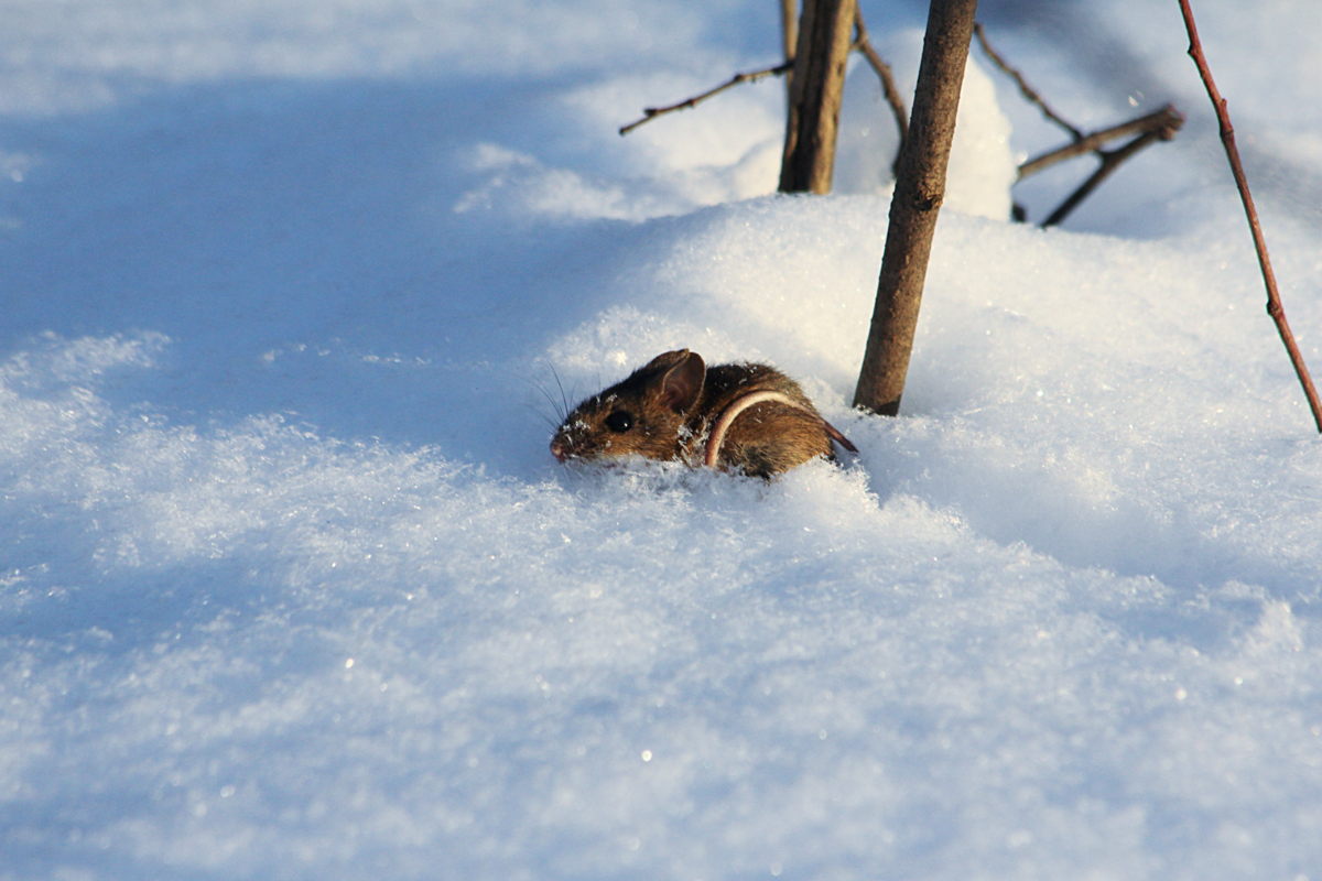Мышонок в снегу. Мышь в снегу. Мыши под снегом. Мышь зимой. Почему в холодную погоду многие животные