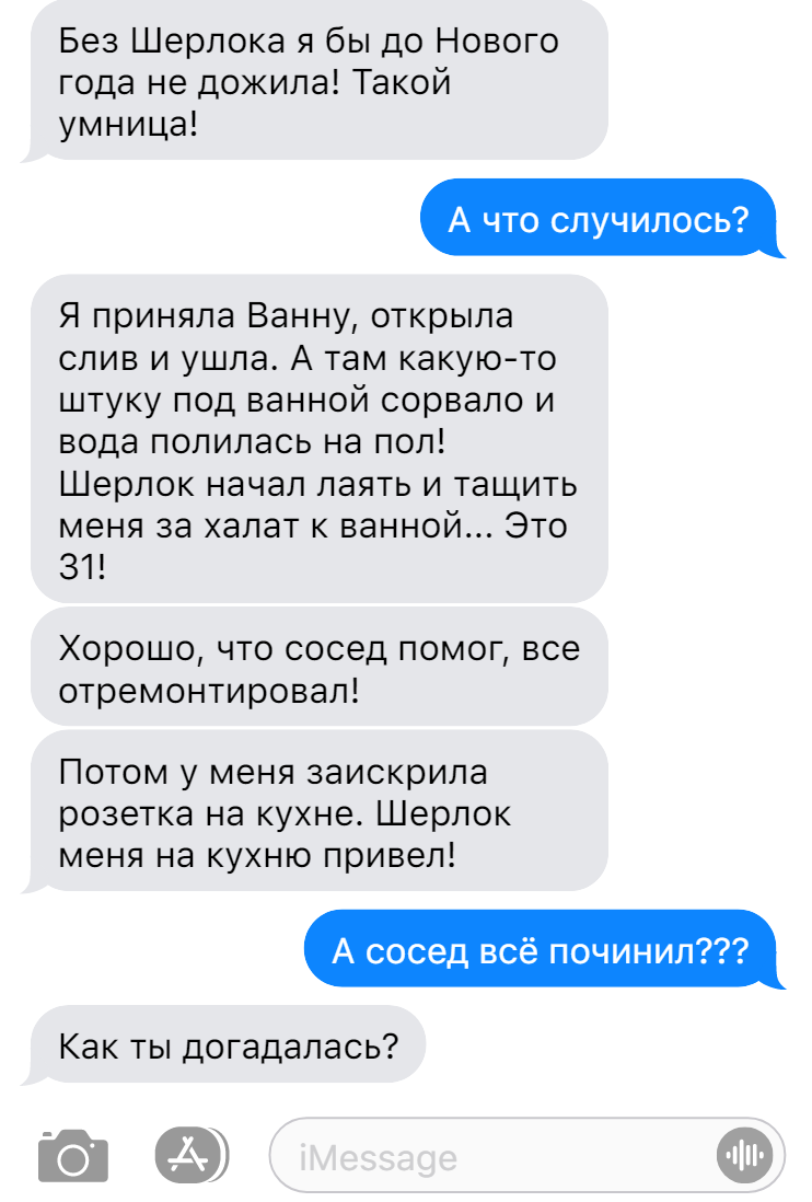 Записки ветеринара. Новогодние происшествия в смешных переписках нового  года | СобачьЯ жизнь | Дзен