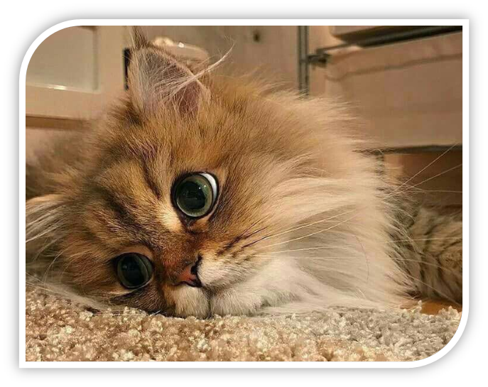 Скучно ведь без дела! Адрес картинки в сети https://pbs.twimg.com/media/DN1tEivW0AAXWae.jpg