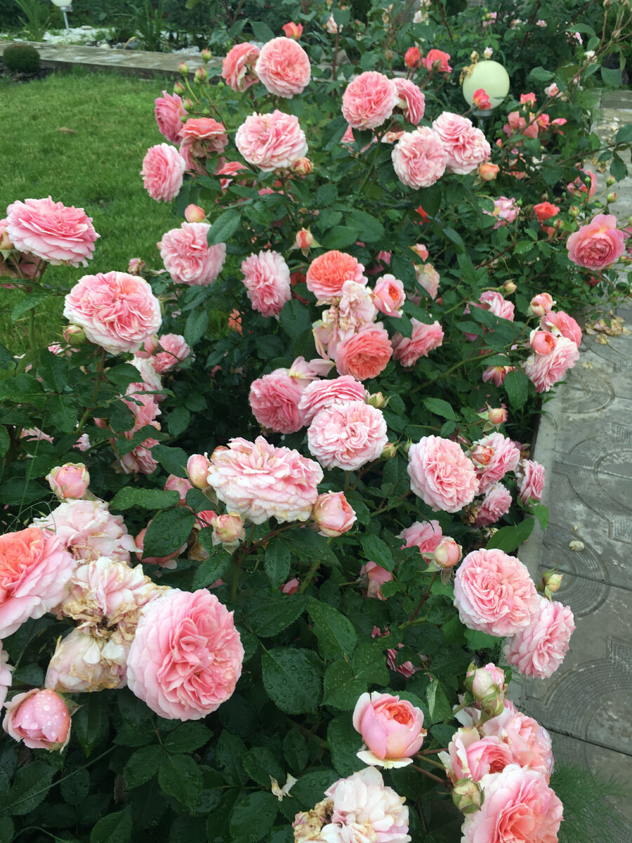 Два куста розы Чиппендейл 