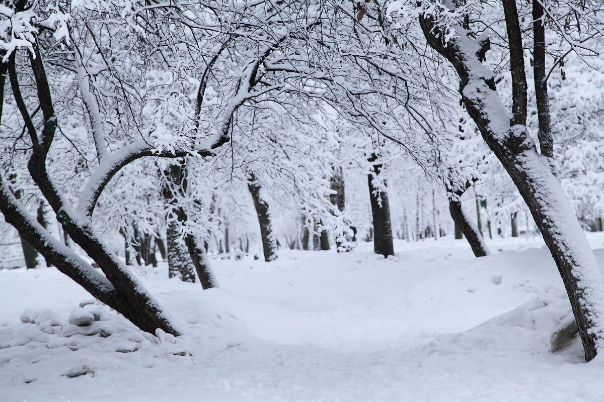 Холодный Гордеев день предвещал сильные морозы Фото: Ottabatta / pixabay.com 