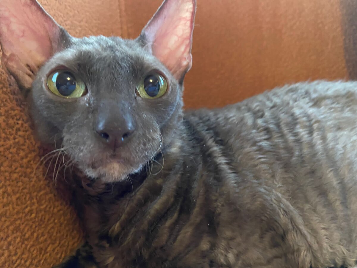 Та самая кошечка