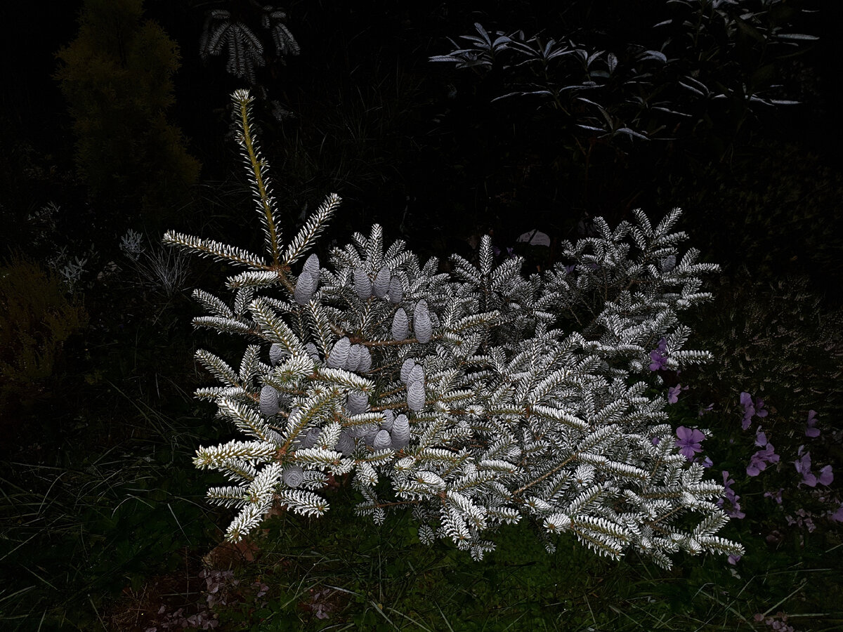 Abies koreana 'Blue Magic' - в свете вспышки видно серебристое напыление на хвое. Фото Е. Мумриной.