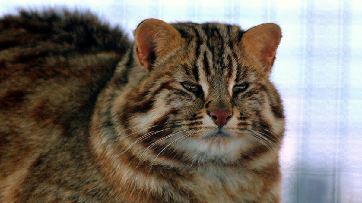 Дальневосточный Лесной кот (Prionailurus bengalensis euptilurus)