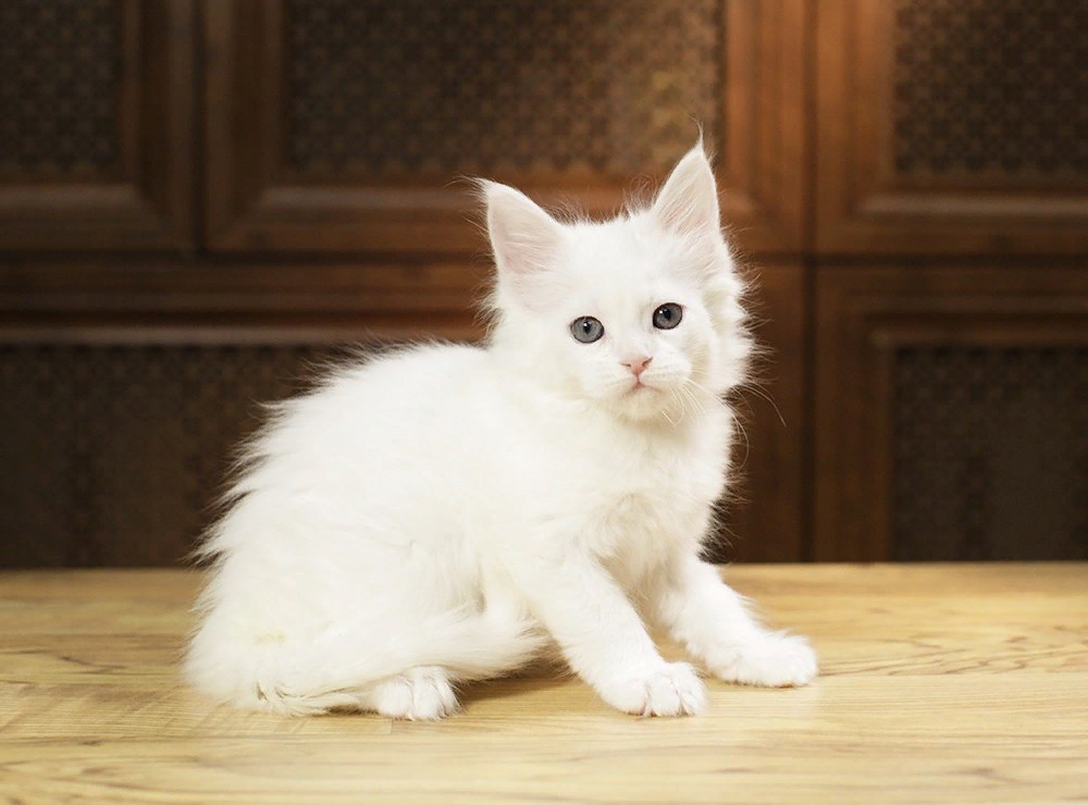Имена для кошки мейн. Мейн кун белый. Турецкая ангора Манчкин. Мейн кун белого цвета котëнок. Белый котенок.