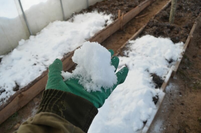 Снег накидывала в теплицу в прошлом году.