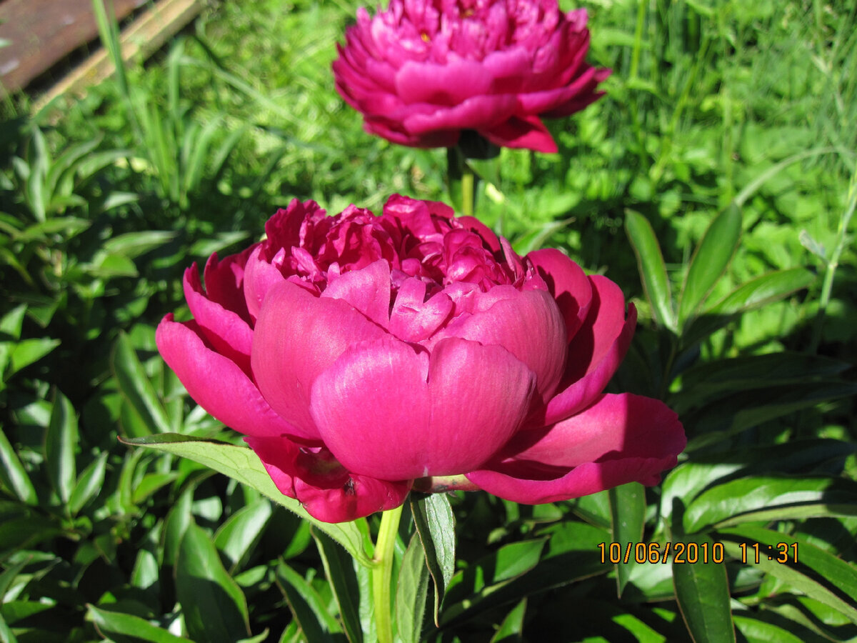 Наш пион Олд Фейтфул (Paeonia Old Faithful) На даче в Подмосковье. Фото автора.