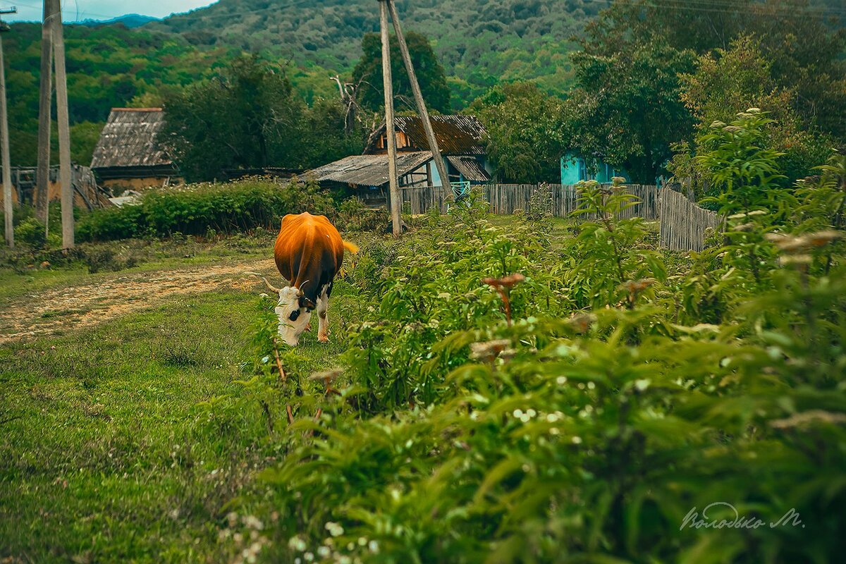 Барин нас рассудит | Старый парк | Дзен