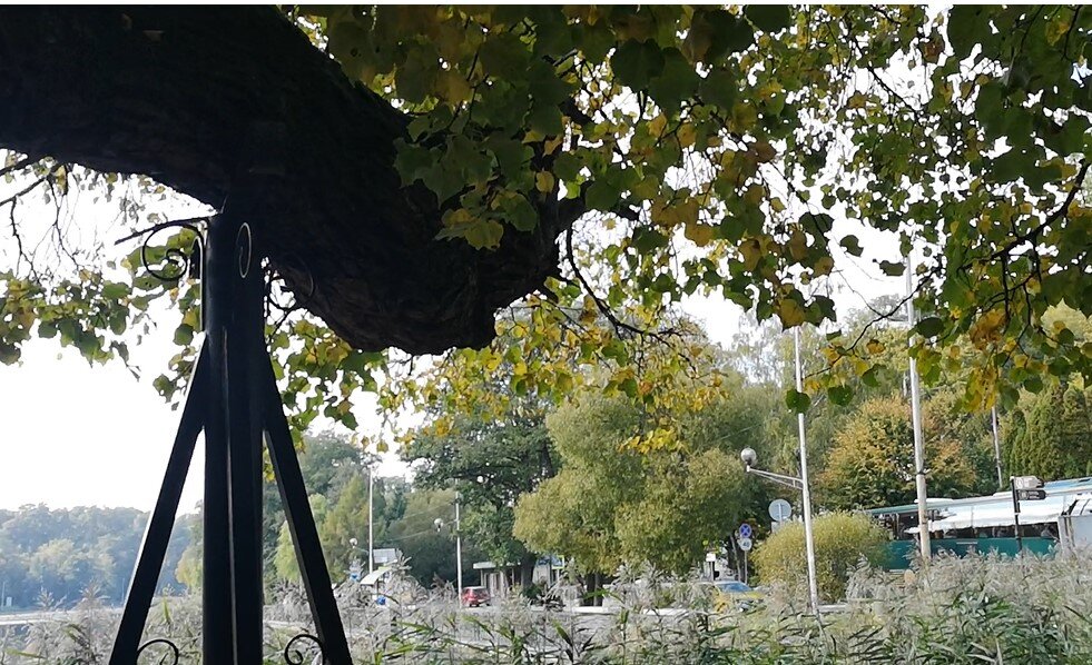 Вековые липы в Светлогорске