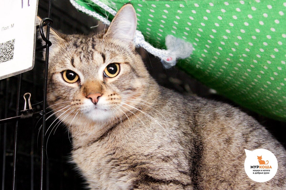 У Дюспо кирпичный нос и конечно на месте буква «м».