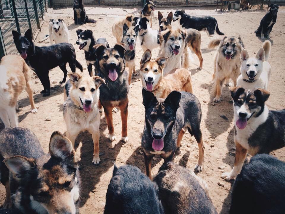 Животные Кожуховского приюта просят о помощи  www.vao-priut.info