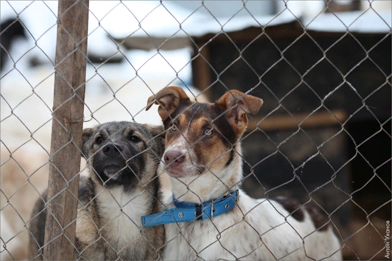фотография взята с интернет-ресурсов