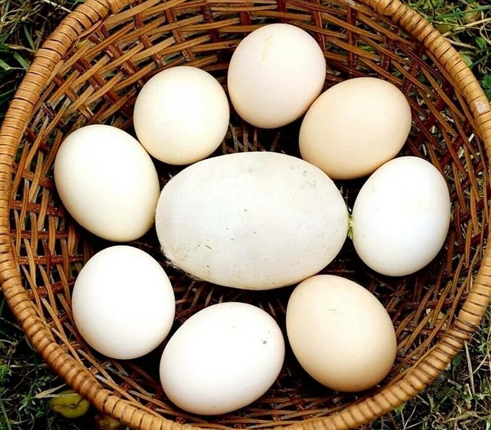 Целая сковорода глазуньи из 1 яйца. Это возможно!