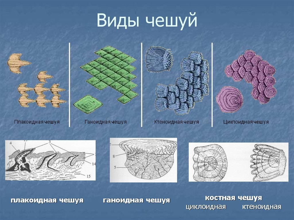 Какую функцию выполняют чешуи. Типы чешуи рыб. Тип чешуи у костных рыб. Рыб характерна ктеноидная чешуя. Строение плакоидной чешуи рисунок.