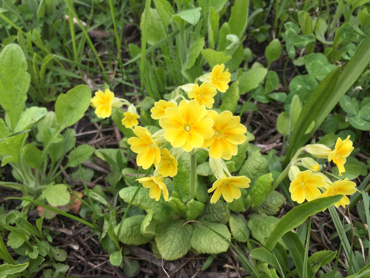 Желтая примула