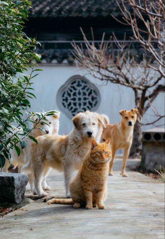 Главный на районе