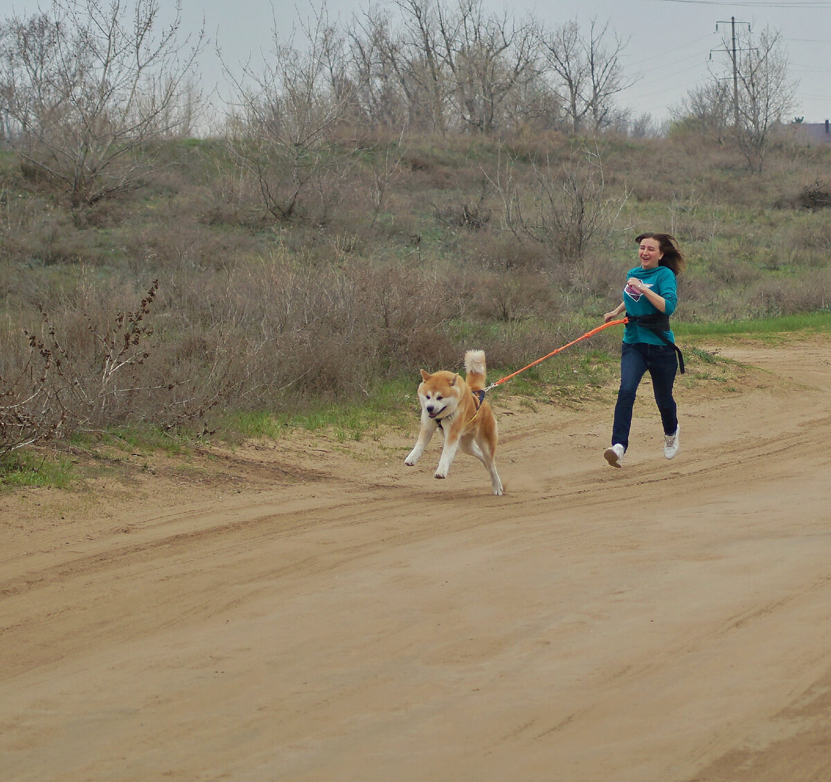 Наставник с единственным ездовым акитой 