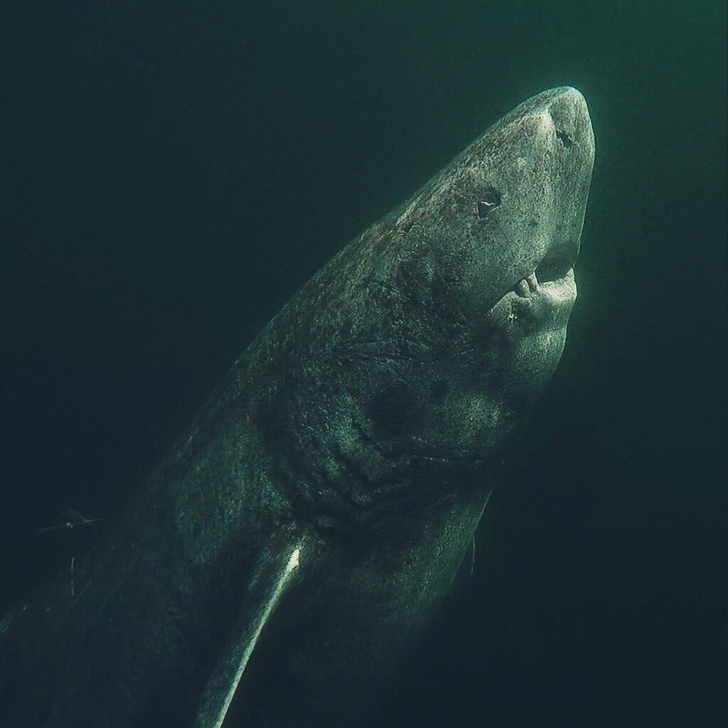 В морях Гренландии недавно была обнаружена 512  летняя полярная гренландская акула. По исследованиям учёных акула родилась в 1505 году то есть во времена Ивана 4 Грозного. К стати этот вид акул самый долгоживущий в мире. Рыбаки были поражены находке.