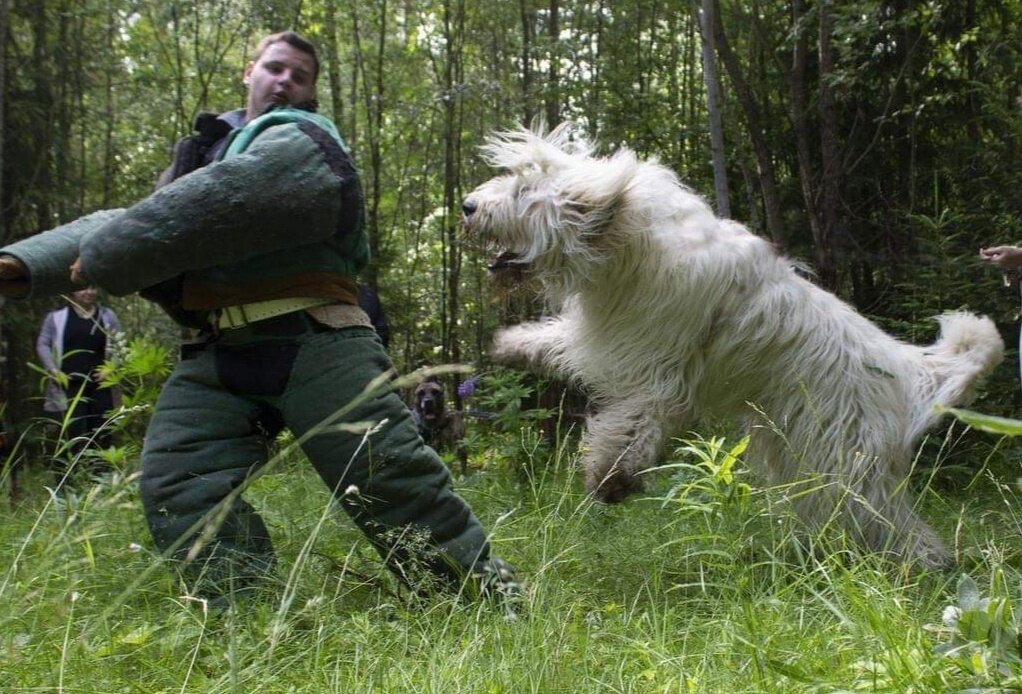 Южно-русская овчарка Мажор вл. Мельчина С. (С-Петербург)