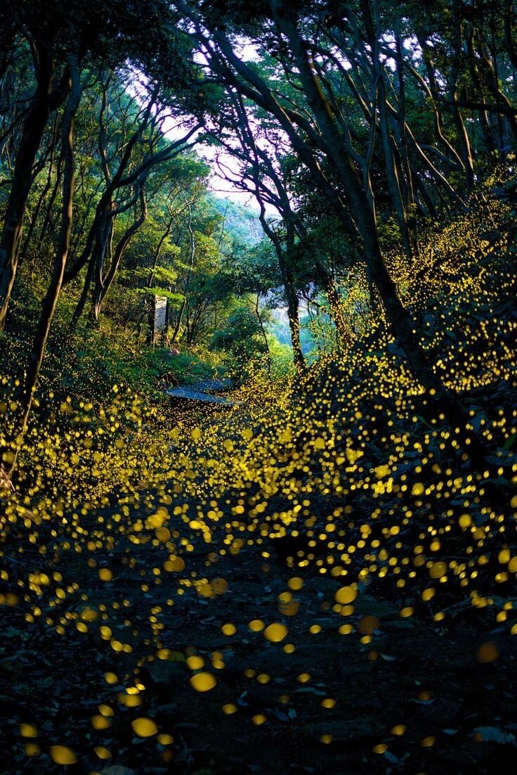      Ежегодно во второй половине июня в лесах некоторых провинций Японии начинается особенный сезон - время удивительных и завораживающих танцев крохотных светлячков.-2