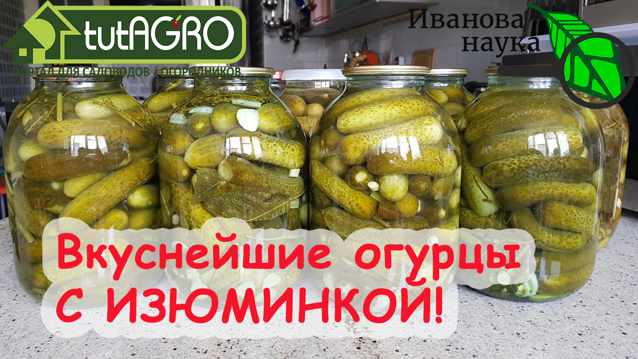 САМЫЕ ВКУСНЫЕ ОГУРЦЫ НА ЗИМУ. На сырой воде и с особым стартом! Бочковые  огурцы без бочки. Очень простой рецепт и очень вкусный результат!