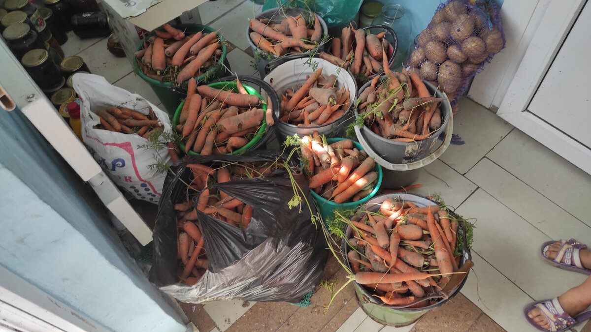 Вот моркови в этот раз много. И раздала, и натерла в заморозку. А помидоры все чахлые, угоревшие. 
