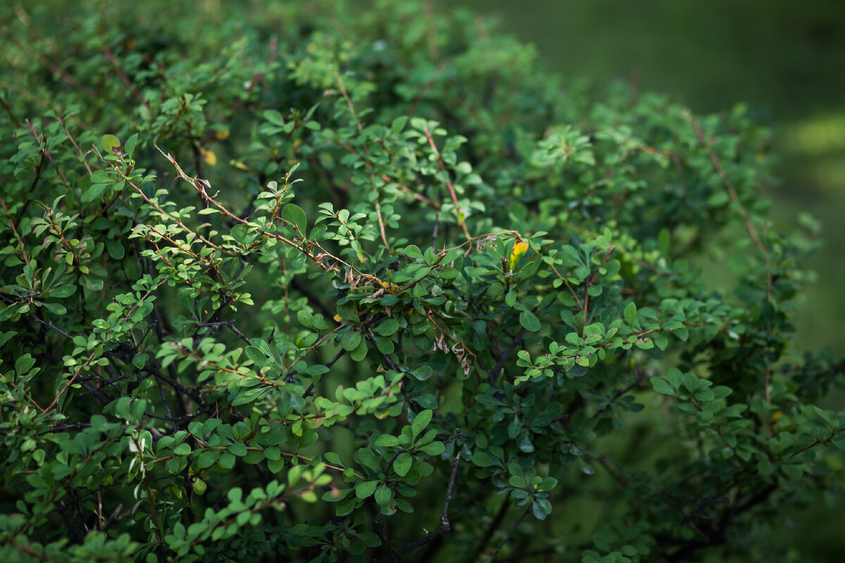 Александровский Сад, г. Санкт-Петербург. Барбарис. Автор фото: Надежда Панова, http://nadia-photo.com