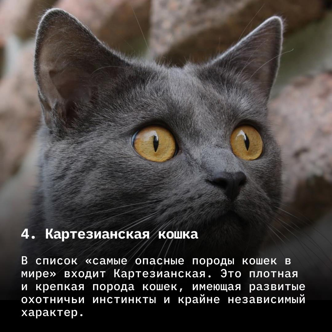 10 самых опасных пород кошек. Опасные породы кошек. 10 опасных пород кошек. Самая опасная порода кошек в мире. 10 опасных пород кошек.