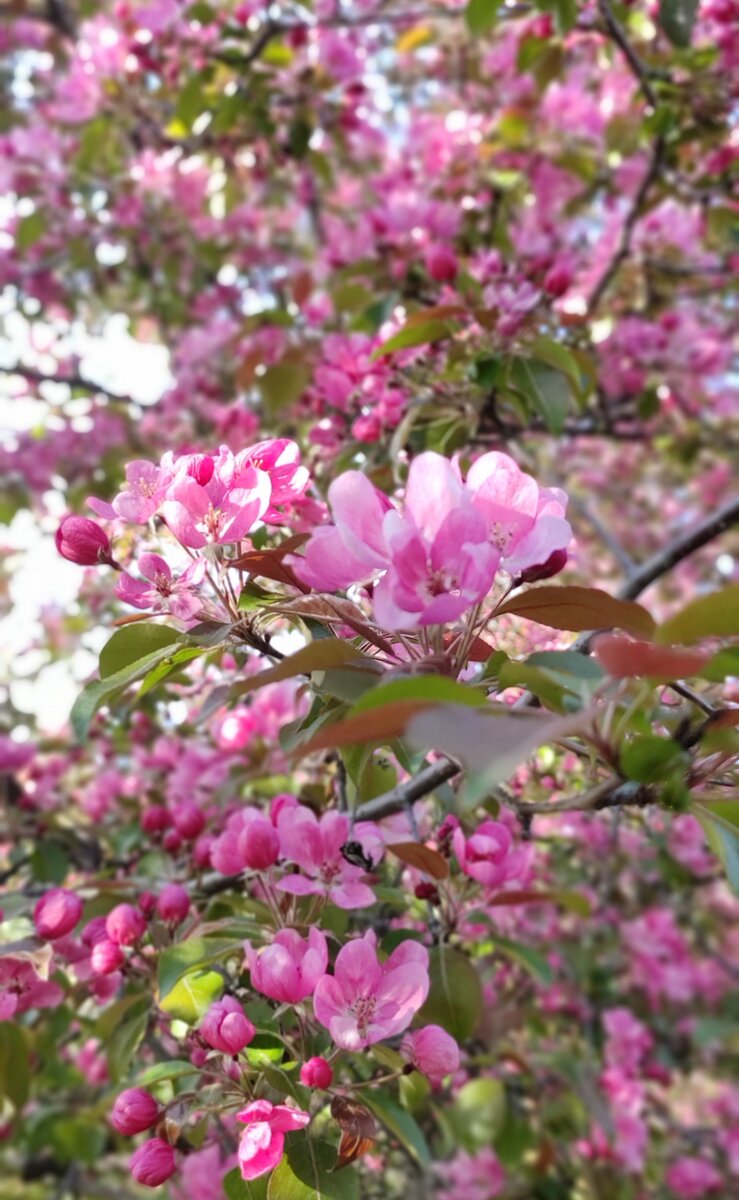 Цветущая вишня в Коломенском
