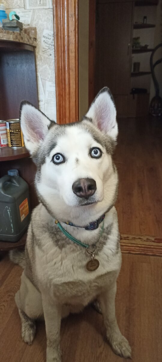 Адресник необходимо вешать на отдельный шнурок. Так он останется на собаке, если та вывернется из ошейника. 