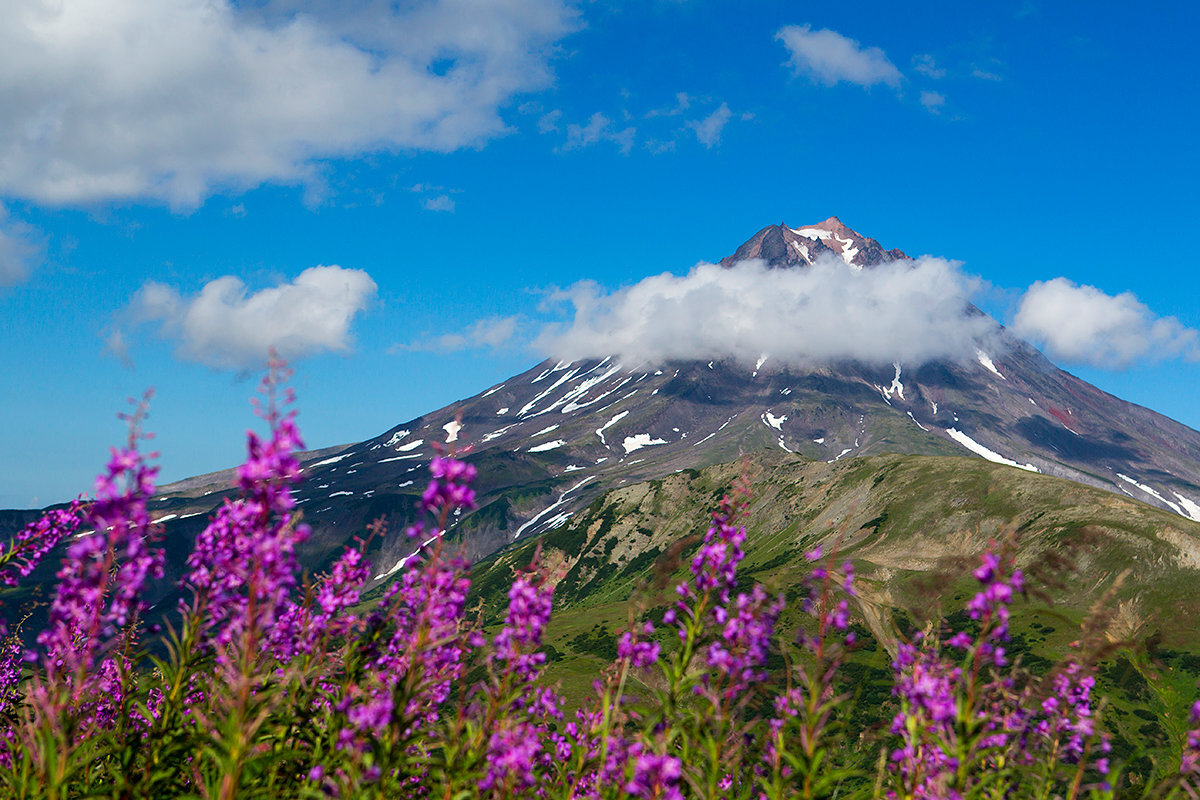 Крас увидим. Вилючинский вулкан Камчатка. Камчатка вулканы и цветы. Камчатка лето вулкан.