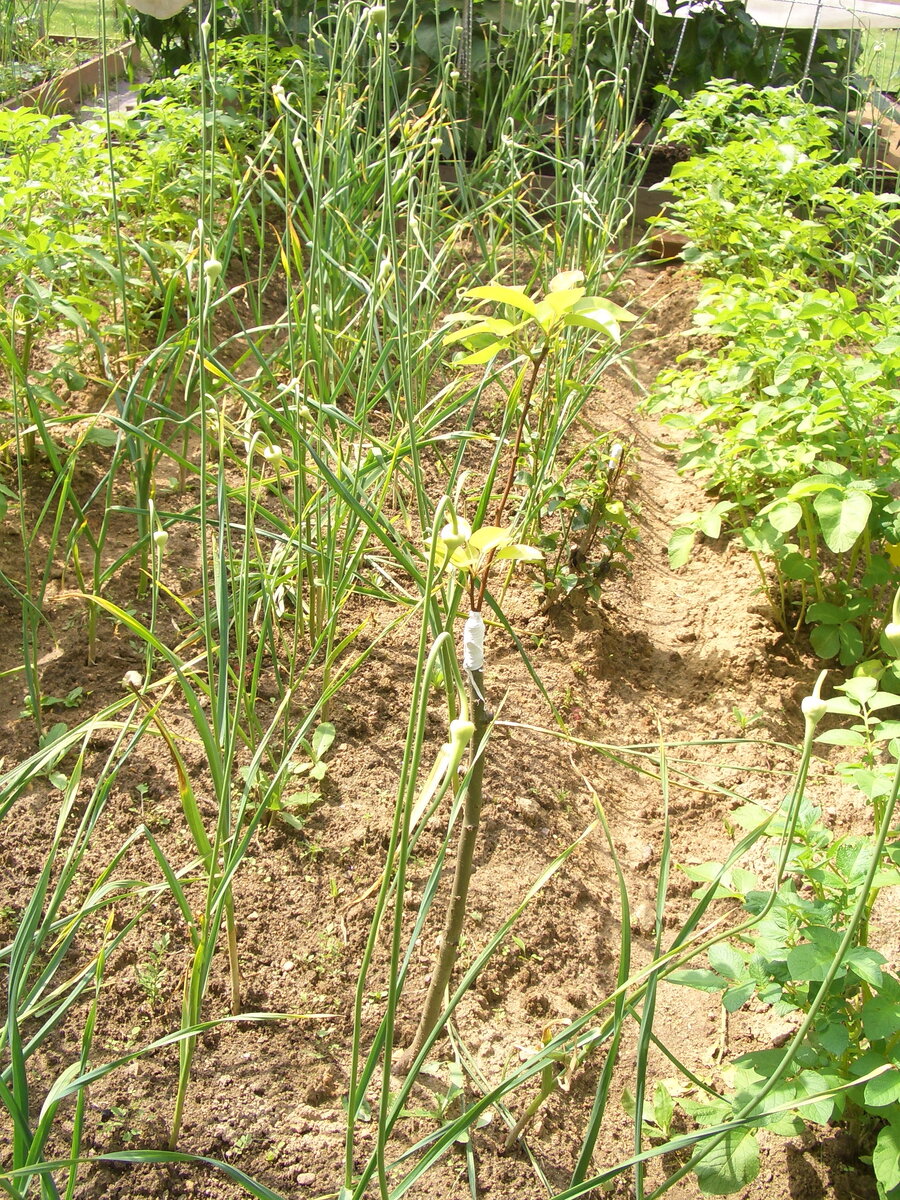 Листики чистенькие, ни единого пятнышка и никакой химии
