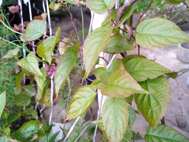 Листья лианы крупным планом