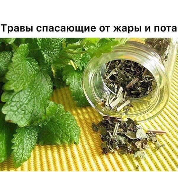 ПЯТЬ ТРАВ, СПАСАЮЩИХ ОТ ЖАРЫ И ПОТА 