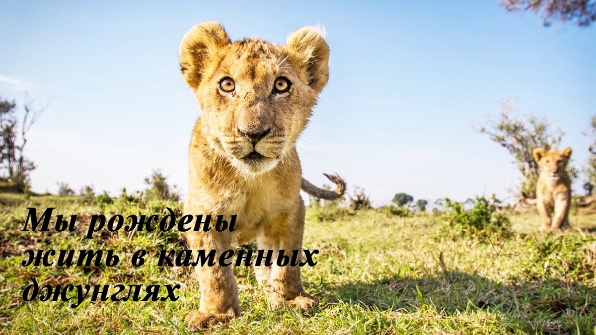 Чтобы выжить, с детства надо учиться охотиться, выживать и быть готовым к бою!