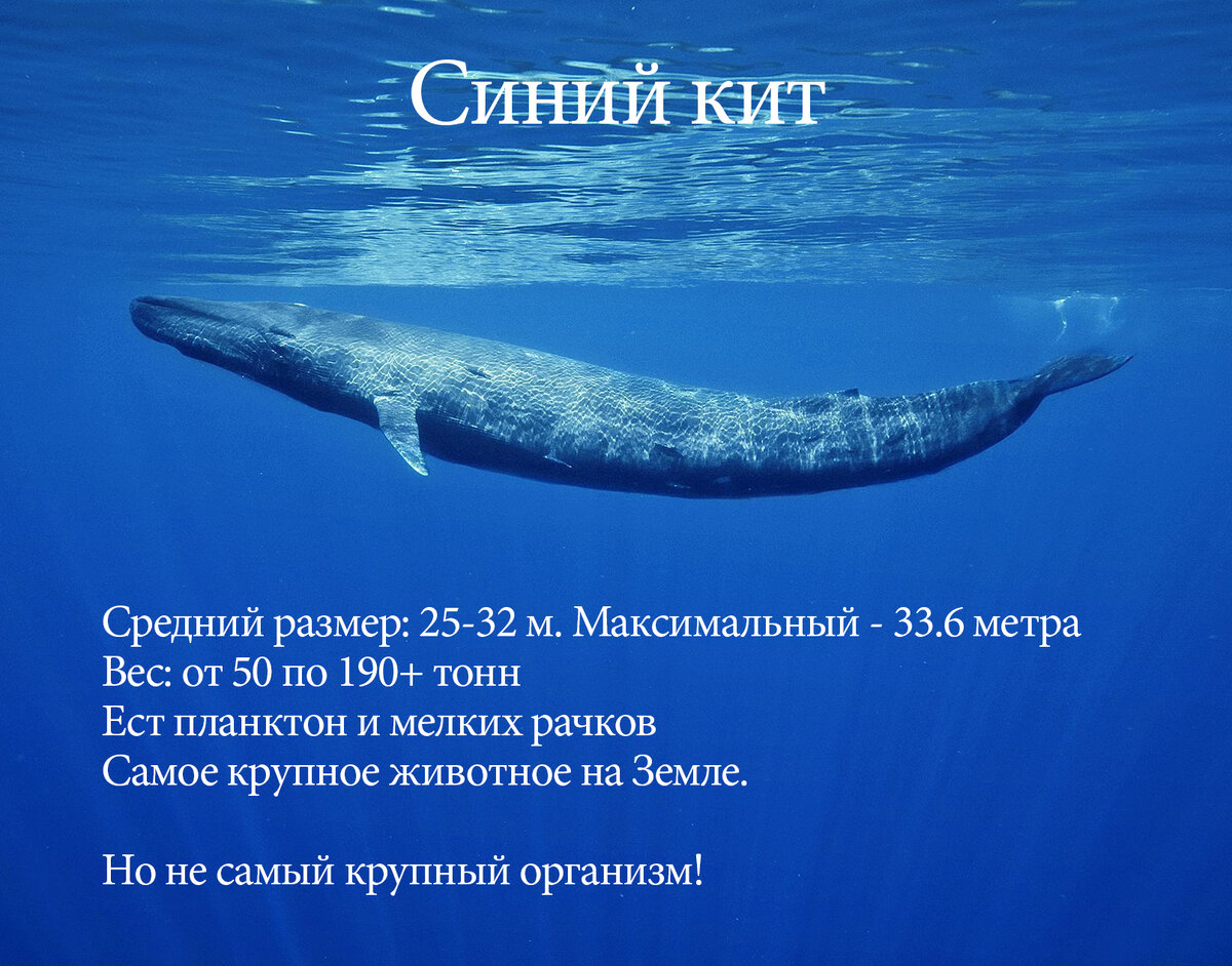 Какой живой организм самый большой на Земле? | Ботанство | Дзен