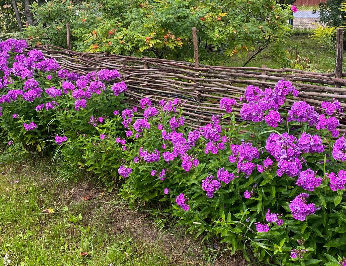 Бабушкины флоксы-старожилы 